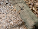 PICTURES/Lizards and Toads/t_Chihuahuan Spotted Whiptail.JPG